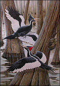 Science Image: ivory-billed woodpecker