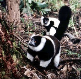 Ruffed lemur