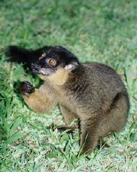Brown lemur