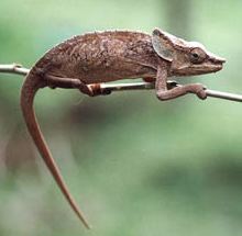 Chamaeleo brevicornis