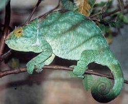 Chamaeleo parsoni