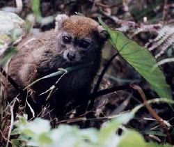 Gray Bamboo Lemur
