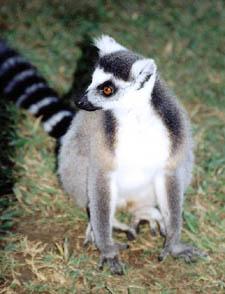 Ringtailed lemur