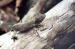 Uroplatus ebenaui
