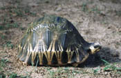 Radiated Tortoise
